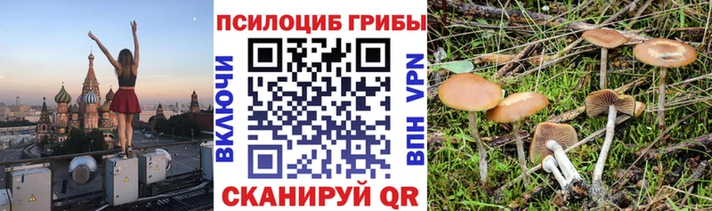 Псилоцибиновые грибы Psilocybe Славск